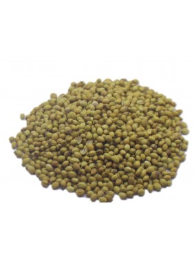 Dhaniya 5-Star (Coriander)