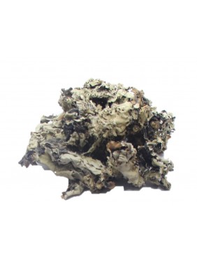 Dagadful (Black Stone Flower )